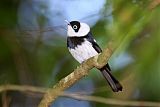 Pied Monarch